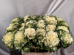 Brassica Crane Ruffle White 70cm