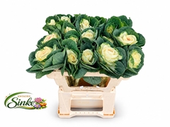 Brassica White Crane 50cm