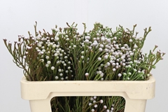 Brunia Noduliflora 50cm