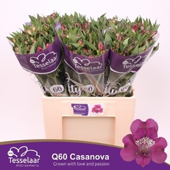 Alstroemeria Casanova 60cm 40gr.