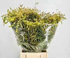 Acacia Decurrens Green 60cm 400gr.