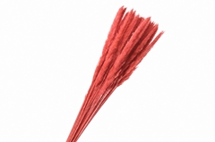 Cortaderia Fluffy Bleached Red Per Bunch 70cm