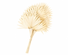 Palm Sun Bleached 50cm