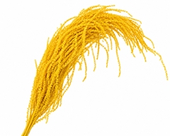 Amaranthus Caudatus Bleached Yellow Per Bunch 90cm