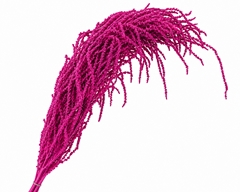 Amaranthus Caudatus Cerise Per Bunch 90cm