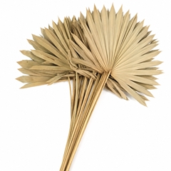 Palm Sun Natural 60cm