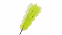 Ficus Green 70cm