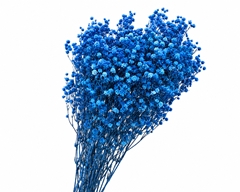 Gypsophila Xlence Bleached Blue Per Bunch 70cm 100gr.