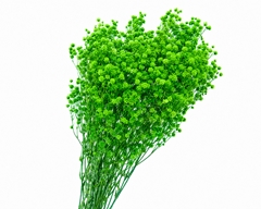 Gypsophila Xlence Bleached Green Per Bunch 70cm 100gr.