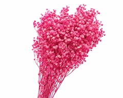 Gypsophila Xlence Bleached Pink Per Bunch 50cm 100gr.