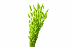 Lagurus Light Green Per Bunch 70cm