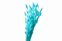 Lagurus Bleached Sky Blue Per Bunch 70cm