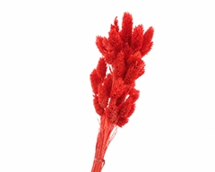 Phalaris Red Per Bunch 70cm 100gr.