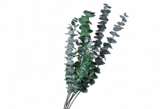 Eucalyptus Baby Blue Green Per Bunch 70cm 100gr.