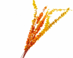 Eucalyptus Baby Blue Bleached Orange Per Bunch 70cm 100gr.