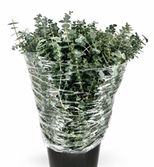 Eucalyptus Baby Blue Per Bunch 70cm 400gr.