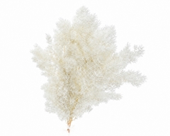 Asparagus Retrofractus Bleached Per Bunch 50cm
