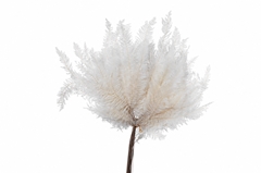 Coral Leaf Bleached Per Bunch 50cm