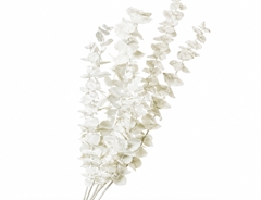 Eucalyptus Cinerea Per Bunch 70cm 100gr.