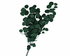 Eucalyptus Populus Dark Green Per Bunch 70cm 100gr.