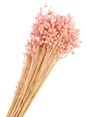 Briza Bleached Pink Per Bunch 60cm 100gr.