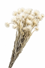 Cape Green Everlasting White Per Bunch 40cm