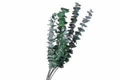 Eucalyptus Baby Blue Moss Green Per Bunch 70cm 100gr.