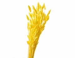 Lagurus Yellow Per Bunch 70cm