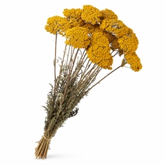 Achillea Parker Per Bunch 70cm