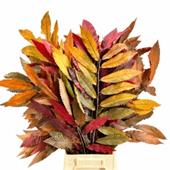 Castanea Mix Per Bunch 70cm 150gr.