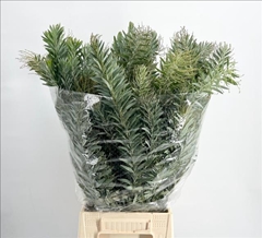 Acacia Decurrens Green 100cm 400gr.