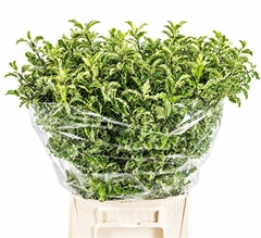 Pittosporum Nigra Per Bunch 50cm 150gr.