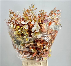 Eucalyptus Cinerea Painted Premium Monet Per Bunch 70cm 200gr.