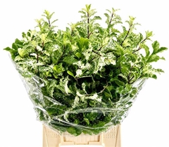 Pittosporum Nevato Per Bunch 50cm 150gr.