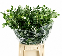 Pittosporum Ralphi Per Bunch 55cm 200gr.