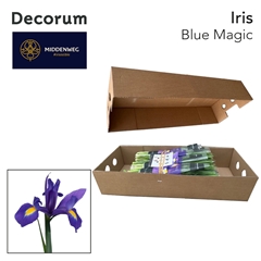 Iris Blue Magic 57cm 35gr.