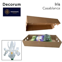 Iris Casablanca 62cm 44gr.