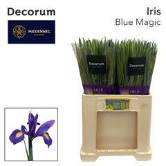 Iris Blue Magic 57cm 35gr.