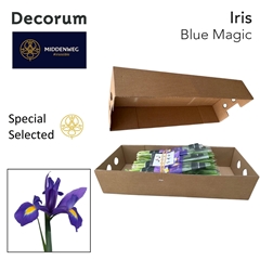 Iris Blue Magic 57cm 36gr.