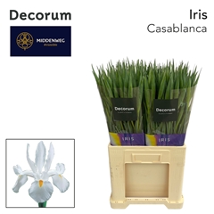 Iris Casablanca 62cm 44gr.
