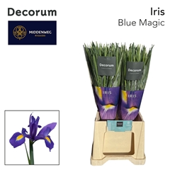 Iris Blue Magic 57cm 35gr.