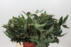 Brunia Bell Gum 40cm