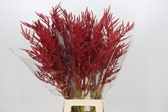Bromelia Red Paloma 90cm