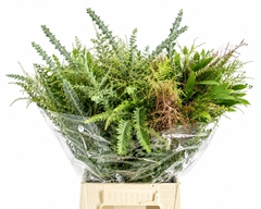 Acacia Mediterania Mix Per Bunch 70cm 200gr.