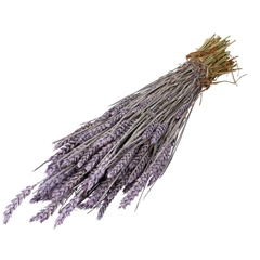 Dried Flowers Wheat 60-70cm