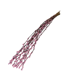 Dried Flowers Willow Catkins 70cm