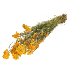 Dried Flowers Lonas 55cm 100g
