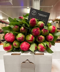 Paeonia Coral Sunset 55cm