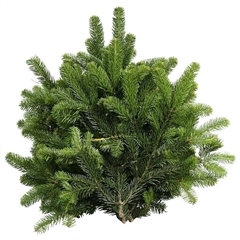 Abies Nordmann 5kg