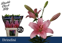 Lily La Brindisi 85cm 4+